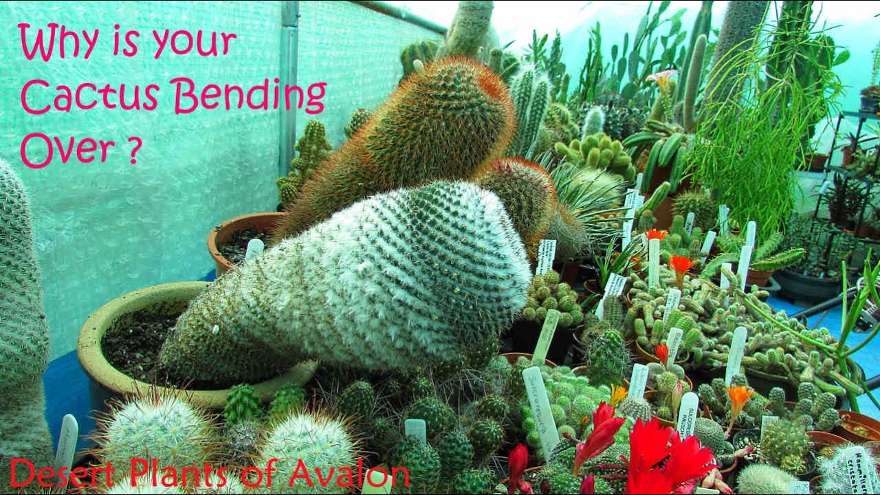 Why is my Cactus Bending Over ? | #cactus #cactusplants #cactiandsucculents