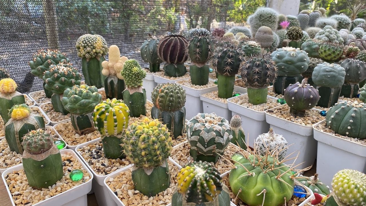 Mostrando mais uma organização na estufa e algumas novidades 🥰