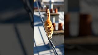A Cat Walking In Electric Cable