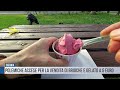Catania: Polemiche accese sui social per la vendita di brioche con gelato al costo di 5 euro