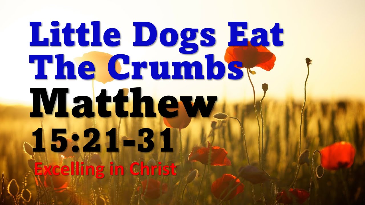 Little Dogs Eat the Crumbs Matthew 152131 Daily Reading YouTube