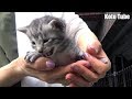 子猫!発見!鳴き声がかわいすぎる!野良猫子ネコ4兄弟を手にとってみた。
