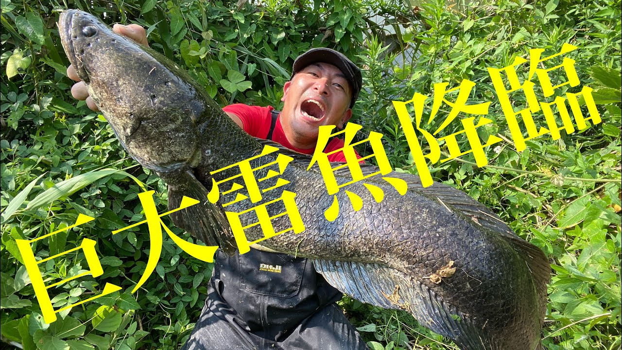 自己記録更新‼︎ 梅雨明けしたなコリャ‼︎【巨大雷魚】【雷魚釣り】