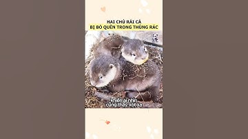 Chàng trai cưu mang hai chú rái cá con lạc trong thùng rác