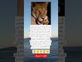 في مشهد مؤلم ونادر في عالم الحيوان أقدمت لبؤة على التهام شبلها الصغير بعد أن لقي مصرعه متأثرا في مشهد مؤلم ونادر في عالم الحيوان أقدمت لبؤة على التهام شبلها الصغير بعد أن لقي مصرعه متأثرا