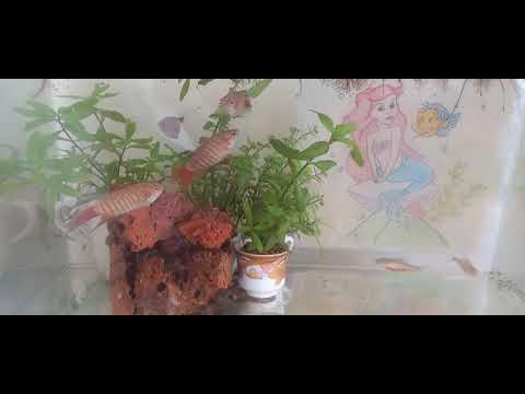 Video Nuôi cá đòng đong | Nuôi cá dưỡng tâm . - youtube
