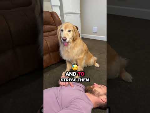 I can never be right 😔 #goldenretriever #dogproblems #funnydog #dogvideo #funny #dogshorts #dog