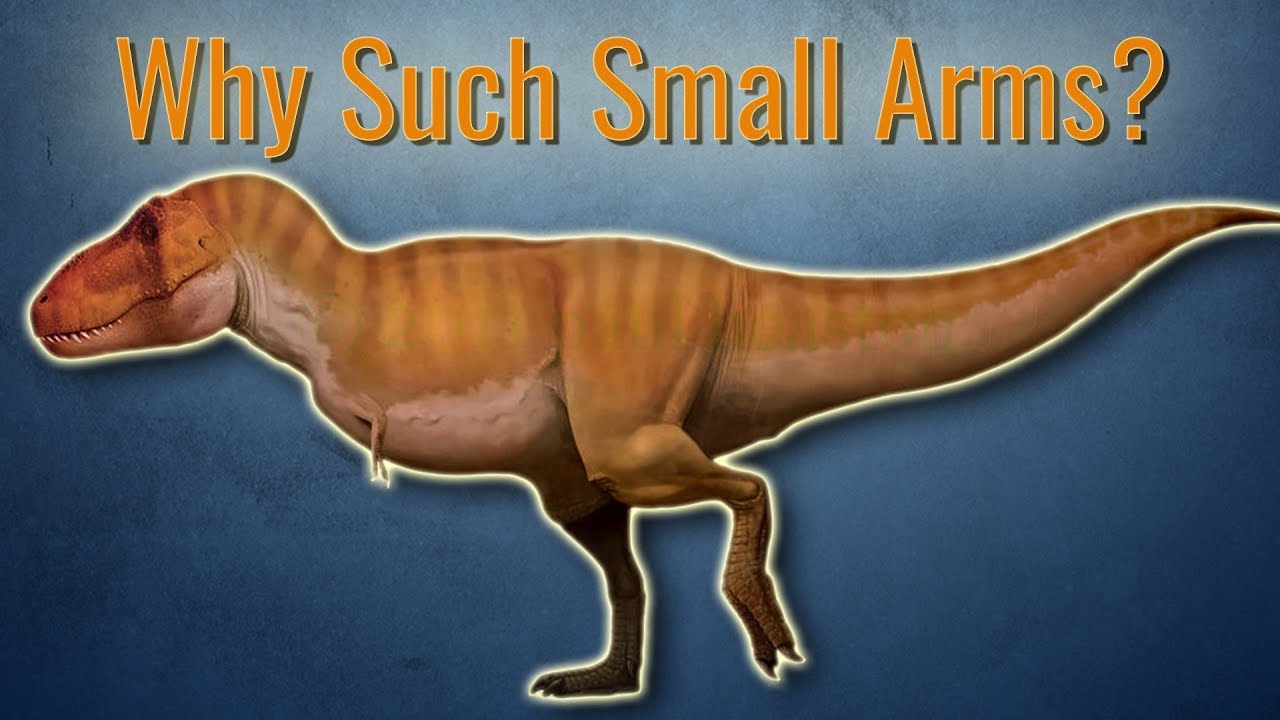 Why Did T.rex Have Small Arms? - YouTube