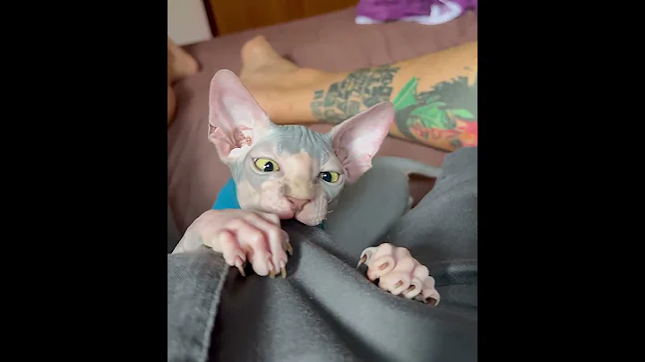 Watch the video about Adorable Sphynx Kitten Conan Plays Sweetly on the Bed 😻🐾