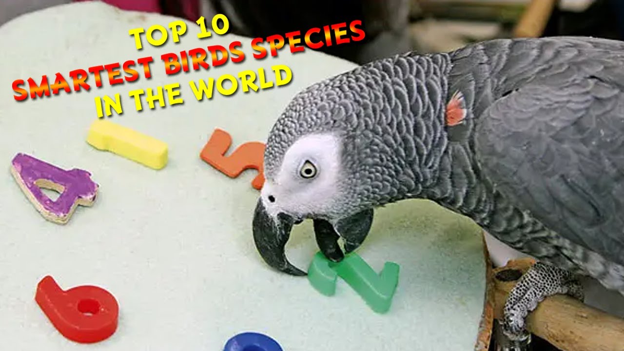 Top 10 Smartest Bird Species In The World Most Intelligent Birds top-10-smartest-bird-species-in-the-world-most-intelligent-birds
