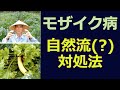 モザイク病 ちょっと変わった 自然流（？）対処法