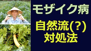 モザイク病 ちょっと変わった 自然流 対処法 Youtube モザイク病 ちょっと変わった 自然流 対処法 Youtube