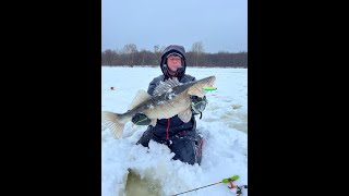 Трофейный Судак В Глухозимье На Вибы.тест Вибов Frapp 145 Размера С Русфишингом.
