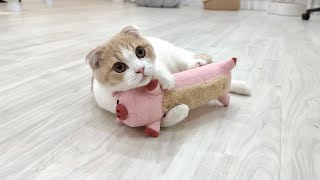 子猫に初めての友達を連れてきたら出会って3秒でこうなりましたwww