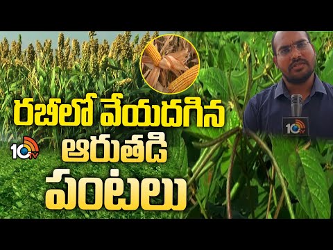 Farming In rabi Season | రబీలో వేయదగిన ఆరుతడి పంటలు | 10TV News - 10TVNEWSTELUGU