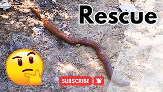 Rescue Of A Rare Snake 🙄 | I have never Seen This before Today ❗ 