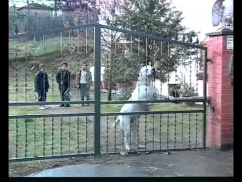 Tout Ce Quil Faut Savoir Sur Le Dogue Argentin