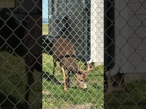 Airport Buck!     