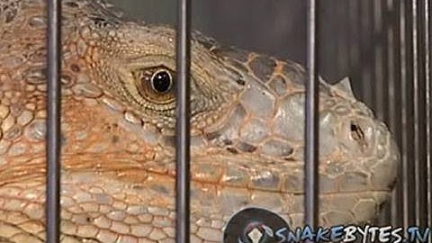 Snake Bytes TV - Snakes in the Big Apple!