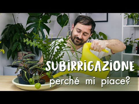 Video: Quanta acqua ha bisogno una mandragora: consigli per annaffiare una pianta di mandragora