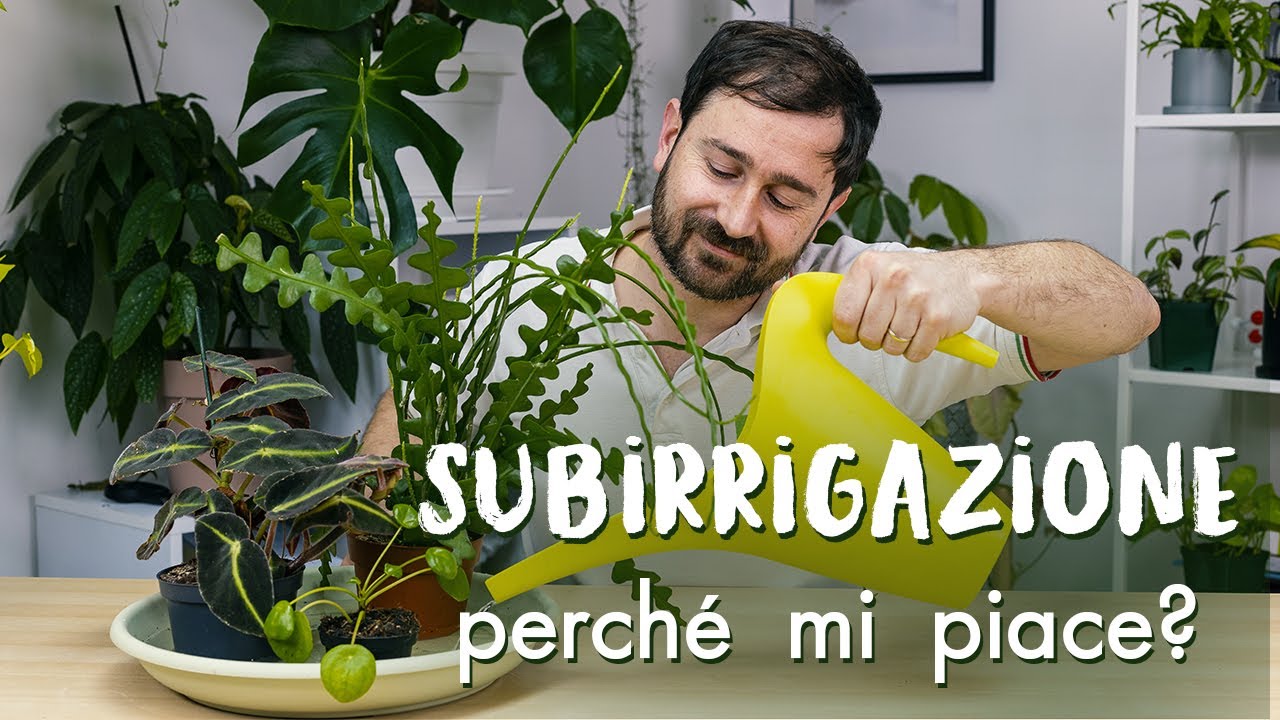 Subirrigazione: perché funziona? 🤩