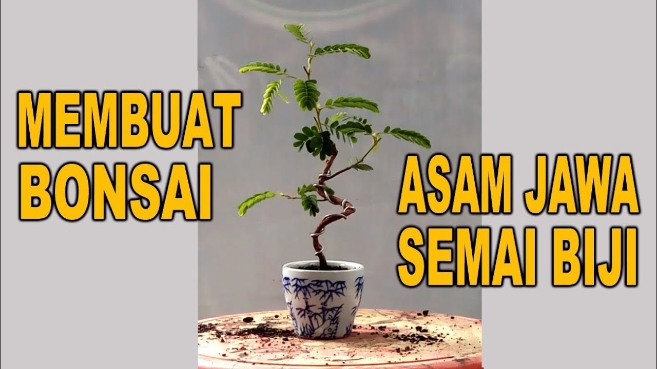 Membuat Bonsai Asam Jawa Tamarind Dari Semai Biji Youtube