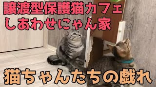 慣れてない猫ちゃんを人馴れさせて、里親さんを見つけるのも保護猫カフェの大きな仕事