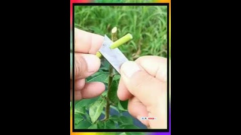 Chia sẻ công nghệ ghép cây lê vào mùa hè # công nghệ ghép cành # 三农 # hướng dẫn ghép cành # 新 Kế ho