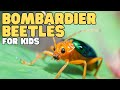 Bombardier Beetle Defense Mechanisms