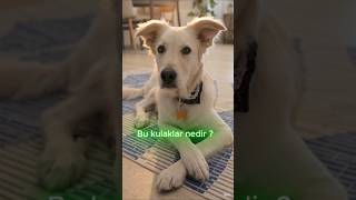 Bu bakışın arkasında bir hikâye var 🥺