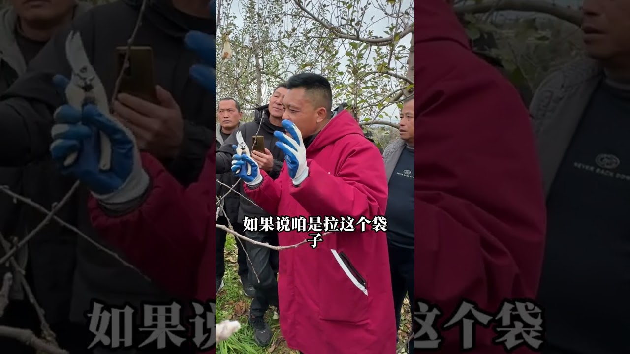Is it labor-intensive to stretch fruit tree branches and hang bags