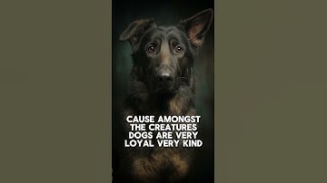 The Dog’s Discipline  A Surprising Path Back to Allah ﷻ