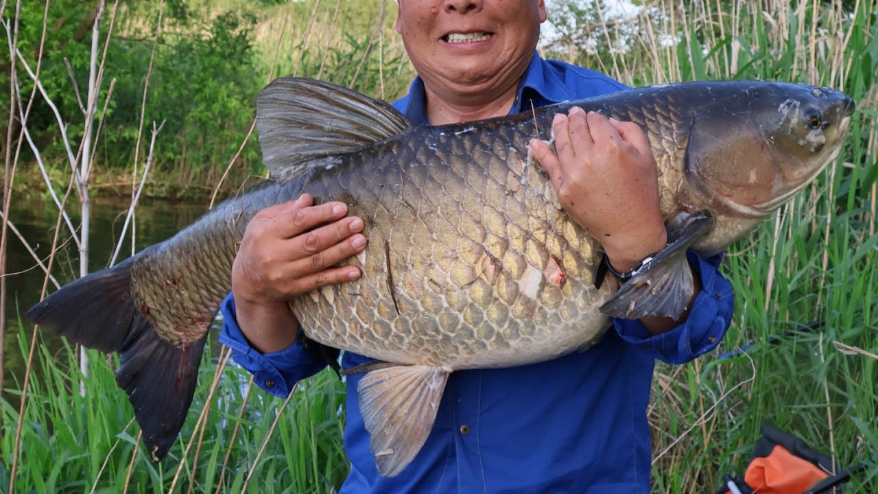 20kgのソウギョが釣れました【東京都-板橋区-荒川-荒川親水公園対岸】 - YouTube