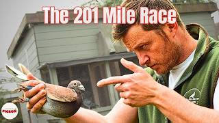 Sending The Best 10 Birds To Race From Scotland to England