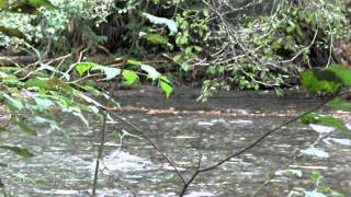 DSCF 12794_Goldstream Salmon Run.AVI