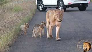 Who is The Father Of Satara's Cute Newborn Lion Cubs? Maybe This Video Will Tell?