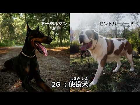 サービスドッグの種類や訓練内容をわかりやすく解説