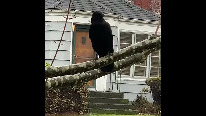 Chattering crow is upended by obnoxious squirrel.