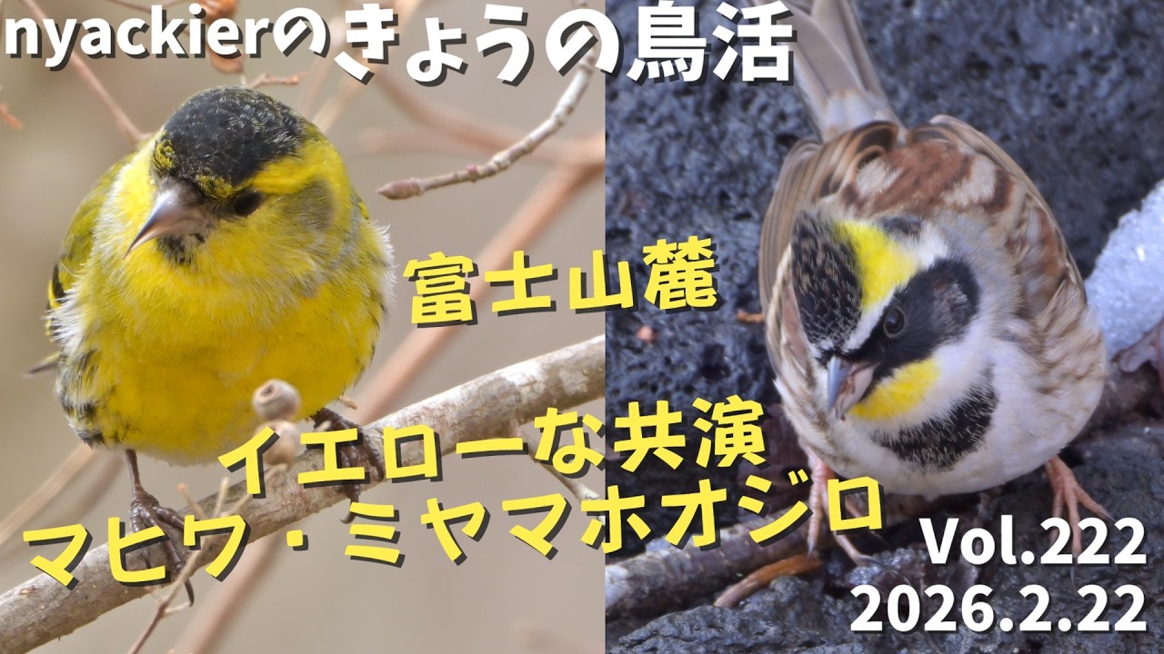 【野鳥】 nyackierの今日の鳥活 Vol.222　2026年2月22日　富士山麓　マヒワ ・ 　など14種の野鳥