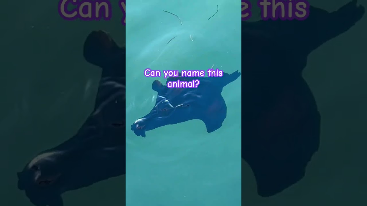 Mysteries at Wahoo Bay! 