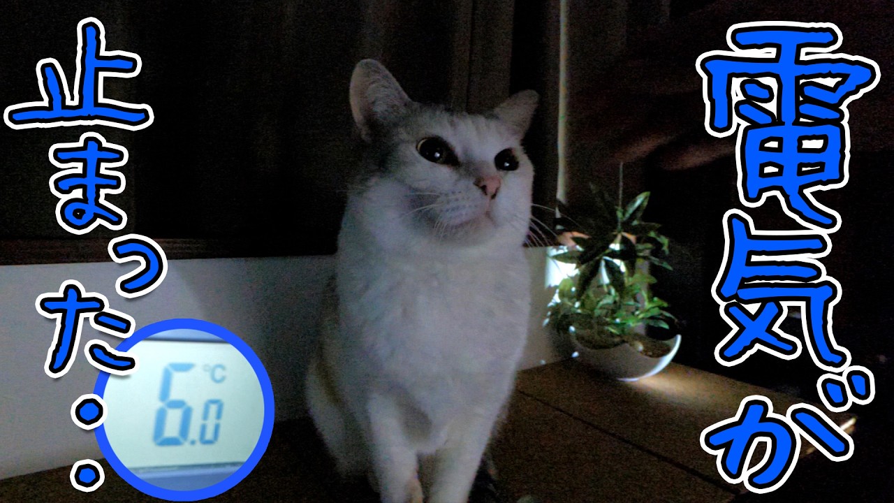 【ガチ】猫と暮らすこの家の電気が止まりました。極寒の室内から皆様に伝えたい事