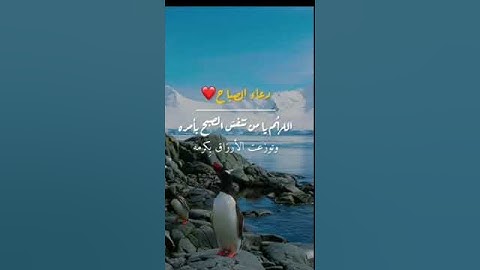 أجمل دعاء صباحي🤲أذكار الصباح📿حالات واتس📿دعاء مستجاب باذن الله📿صباح الخير ⚘ٍ❈💮يّسُـــ؏ــدٍ❈قلبـّ♡ـكﮩ💮