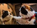 Tabi — Letter 4: Marrakech | The Sneezing Cat of Morocco