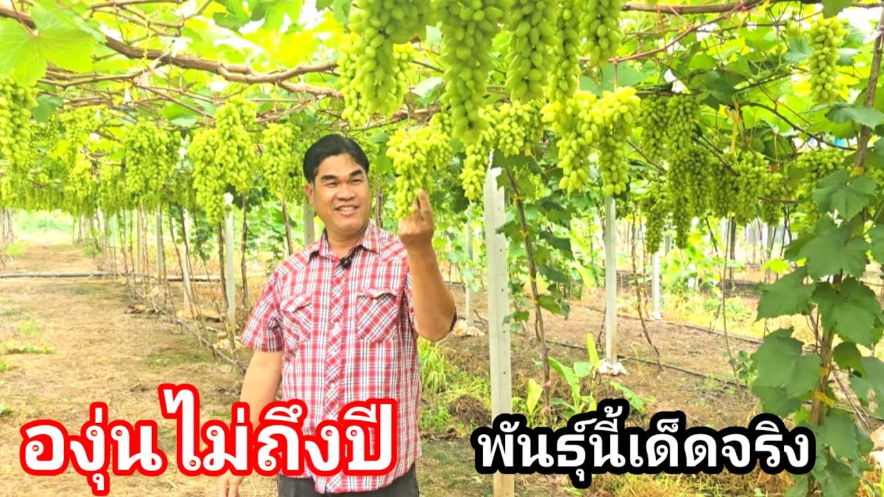 องุ่นพันธุ์ดกได้ใจ!! ไม่ถึงปี ออกลูกเต็มต้น มือใหม่ก็ปลูกได้ ไร่องุ่นเจริญทรัพย์วังน้ำเขียว