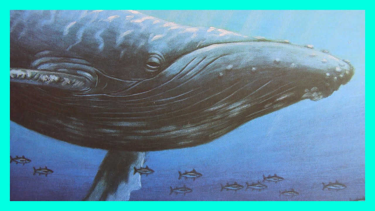 Baby Whales Drink Milk Read With ATFT 20 YouTube baby-whales-drink-milk-read-with-atft-20-youtube