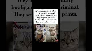 🐾🚔 Cat arrested in Thailand… mugshot & paw prints taken.