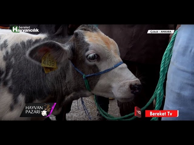 hayvan pazari belcika mavisi besi danasi fiyati ankara 2018 youtube