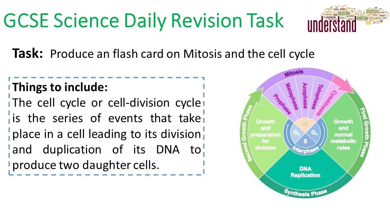 GCSE Science Daily Revision Task 115: Mitosis - YouTube