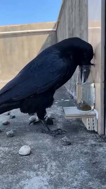 'Burung Gagak dan Trik Cerdasnya Minum Air!'