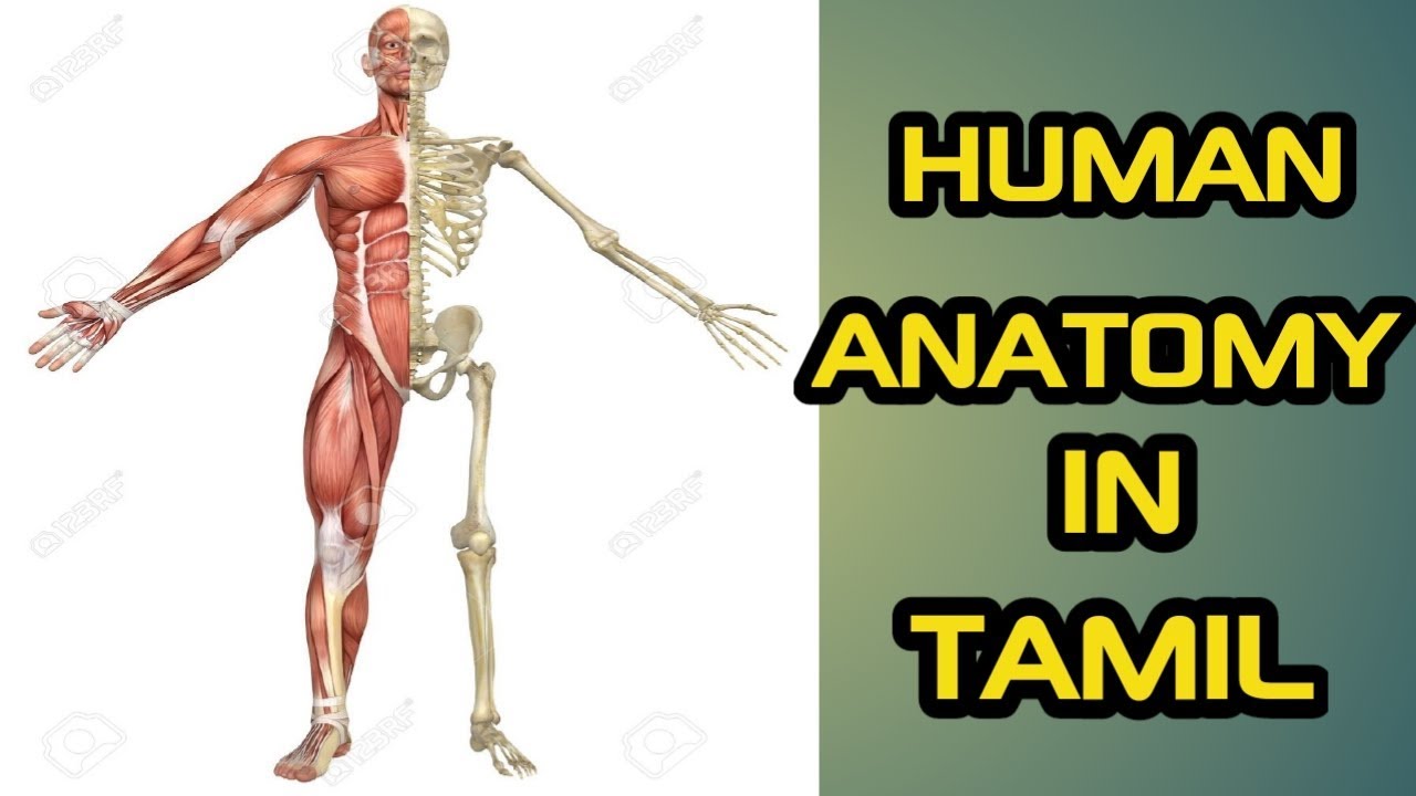 How To Learn Human Anatomy In Tamil - YouTube